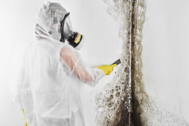 Mold Removal for HVAC Installations in Woodbury Heights, NJ